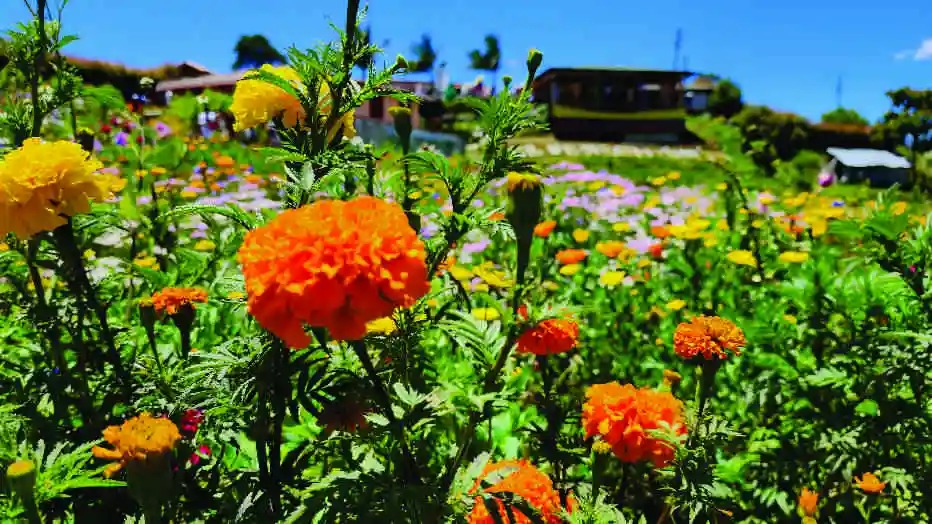 Flores en Santa Elena Medellín