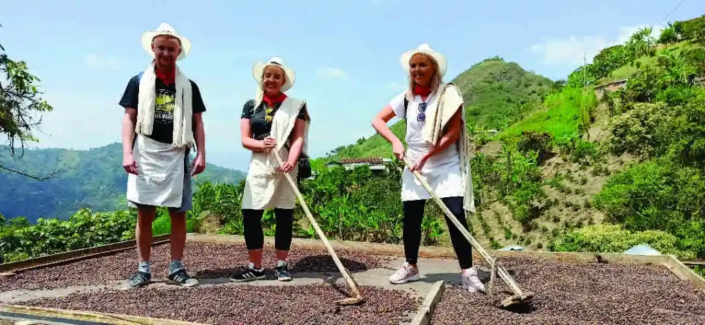 Turistas recogiendo granos de café en finca cafetera
